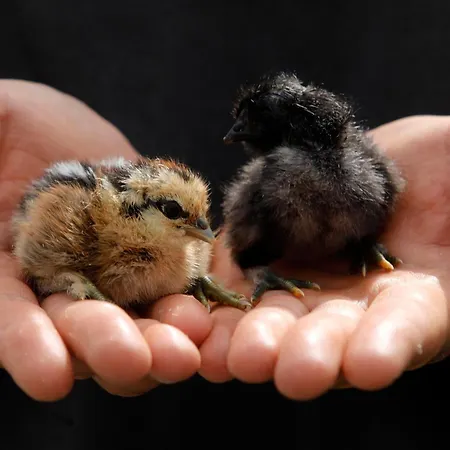 Maison d'hôtes Lar Do Pazo *