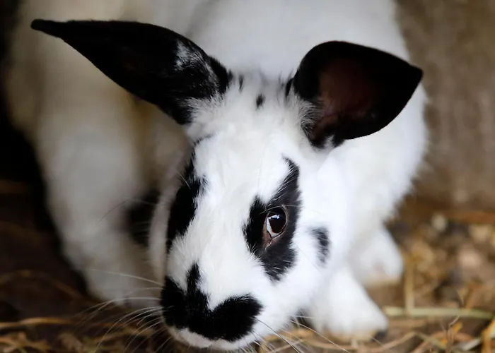 Maison d'hôtes Lar Do Pazo Barro (Pontevedra)