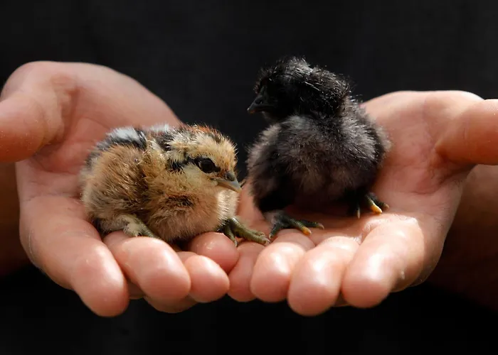 Penzion Lar Do Pazo *