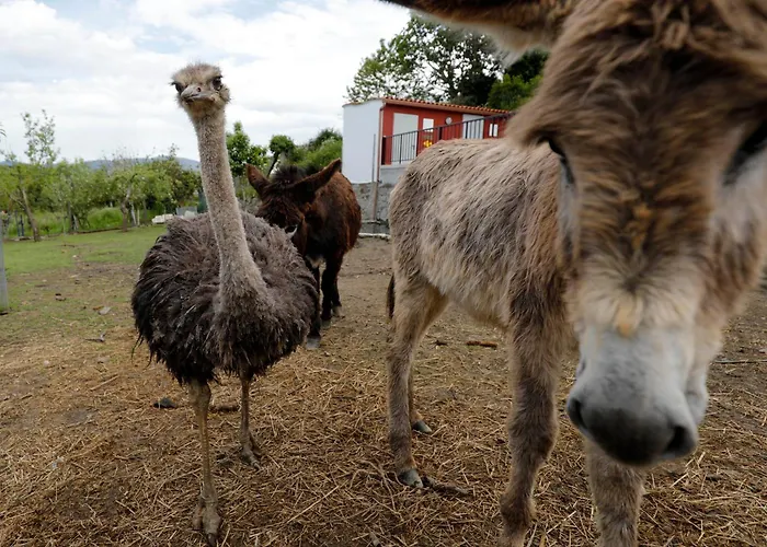 Lar Do Pazo Maison d'hôtes *